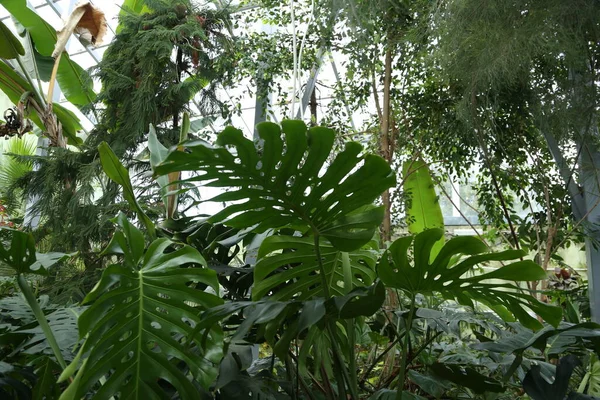 Green Leaves Monstera Philodendron Plant Growing Botanical Garden Greenhouse Evergreen — Stock Photo, Image