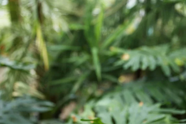 Botanik Bahçesinde Yetişen Monstera Philodendron Bitkisinin Yeşil Yaprakları Sera Koyu Royalty Free Stock Photos