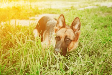 Alman çoban köpeği, Alman çoban köpeği çimlerin üzerinde, köpek parkında, köpek portresi
