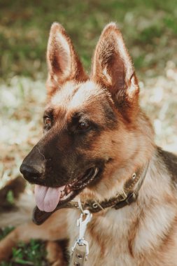 Alman çoban köpeği, Alman çoban köpeği çimlerin üzerinde, köpek parkında, köpek portresi