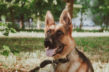 Alman çoban köpeği, Alman çoban köpeği çimlerin üzerinde, köpek parkında, köpek portresi