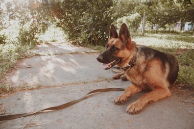 Alman çoban köpeği, Alman çoban köpeği çimlerin üzerinde, köpek parkında, köpek portresi