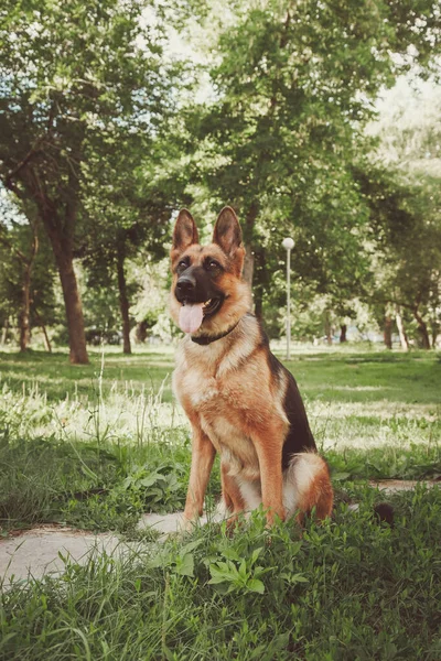 Berger Allemand Est Assis Dans Parc Rétro Tonification — Photo