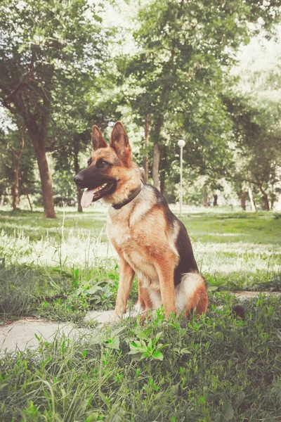 Deutscher Schäferhund Sitzt Park Retro Tonung — Stockfoto