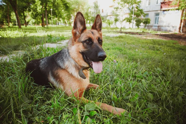 German Shepherd, German Shepherd, German Shepherd on the grass, dog in the park, dog\'s portrait