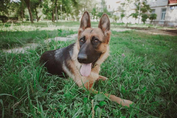 Німецький Пастух Німецький Пастух Німецький Пастух Траві Собака Парку Портрет — стокове фото