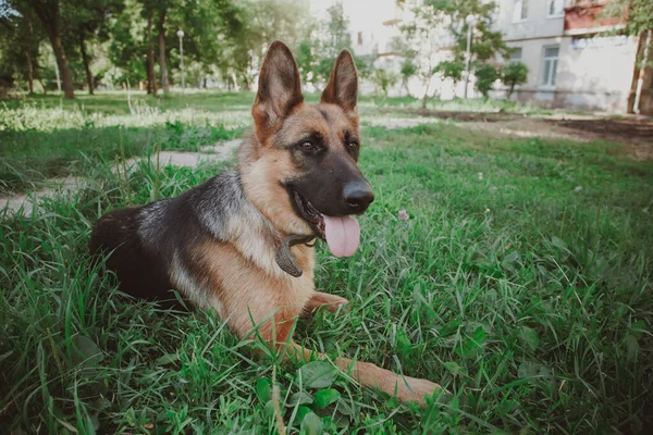 German Shepherd German Shepherd German Shepherd Grass Dog Park Dog — Stock Photo, Image