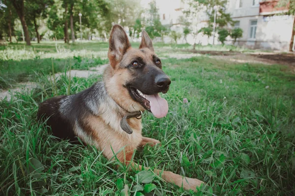 German Shepherd German Shepherd German Shepherd Grass Dog Park Dog — Stock Photo, Image