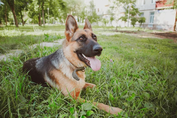 German Shepherd, German Shepherd, German Shepherd on the grass, dog in the park, dog's portrait