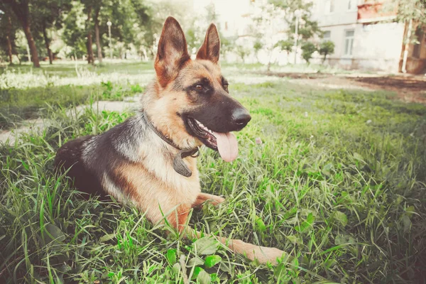 Duitse Herder Duitse Herder Duitse Herder Het Gras Hond Het — Stockfoto