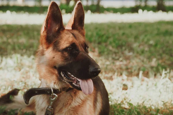 German Shepherd German Shepherd German Shepherd Grass Dog Park Dog — Stock Photo, Image