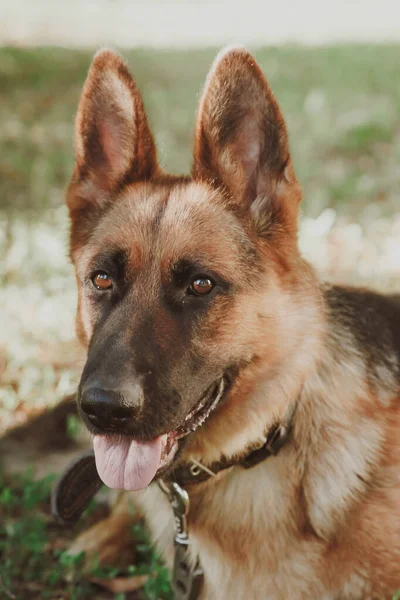 German Shepherd German Shepherd German Shepherd Grass Dog Park Dog — Stock Photo, Image