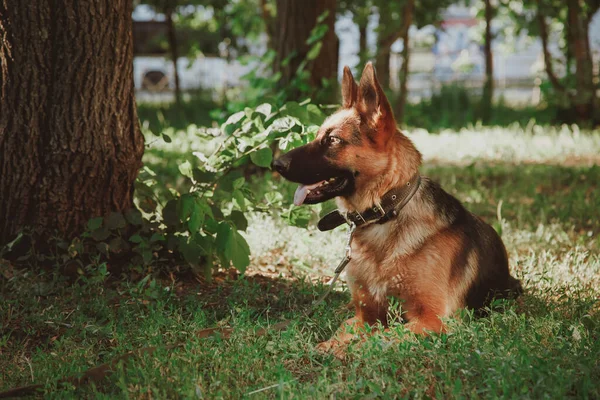 Deutscher Schäferhund Deutscher Schäferhund Auf Dem Gras — Stockfoto
