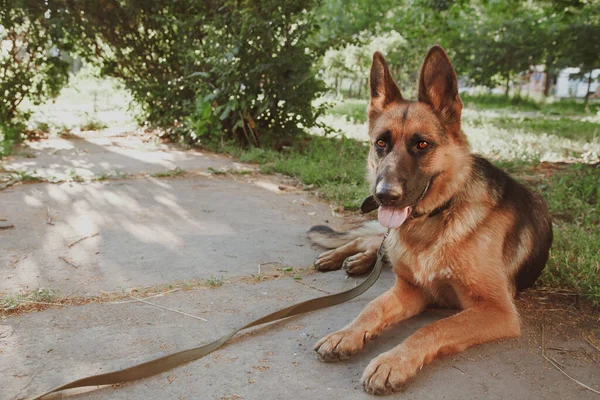 German Shepherd, German Shepherd, German Shepherd on the grass, dog in the park, dog's portrait