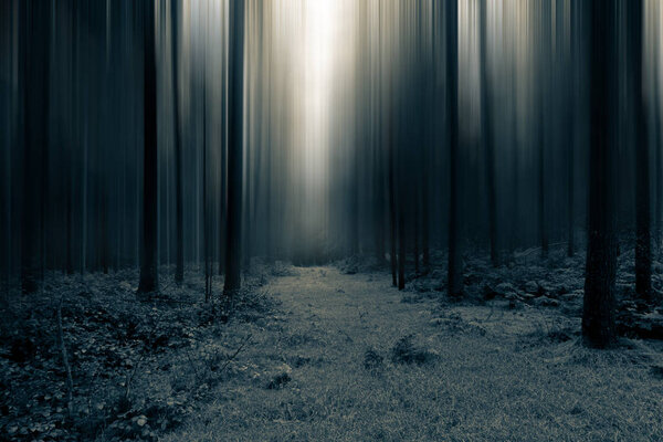 A dark spooky, moody path through the forest. With a blurred, artistic, abstract edit.
