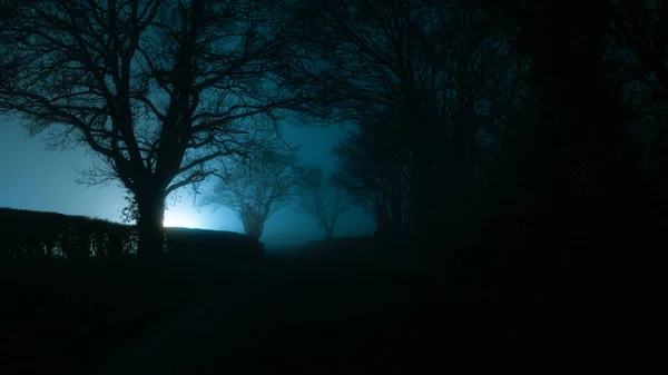 A mysterious moody, scary lane,  Trees silhouetted against a light on a foggy atmospheric winters night — Stock Photo, Image