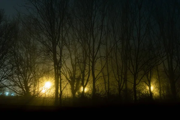 Dark moody trees, silhouetted against street lights, on a foggy, winters night — Stock Photo, Image