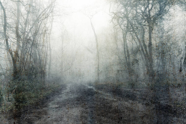 A muddy, path through a spooky, eerie forest. On a mysterious foggy, winters day. With a textured, vintage, grunge, edit.