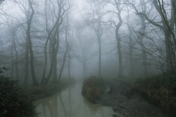 Çamurlu bir patika, sel basmış bir akarsuyun yanında, ürkütücü, ürkütücü bir ormanın içinde. Esrarengiz bir sisli kış gününde — Stok fotoğraf
