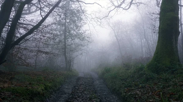 Una pista fangosa a través de un espeluznante bosque inglés. En un día de niebla, inviernos —  Fotos de Stock