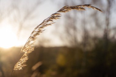 Evening spring sunlight back lighting common reed. April, Malvern Hills, UK clipart