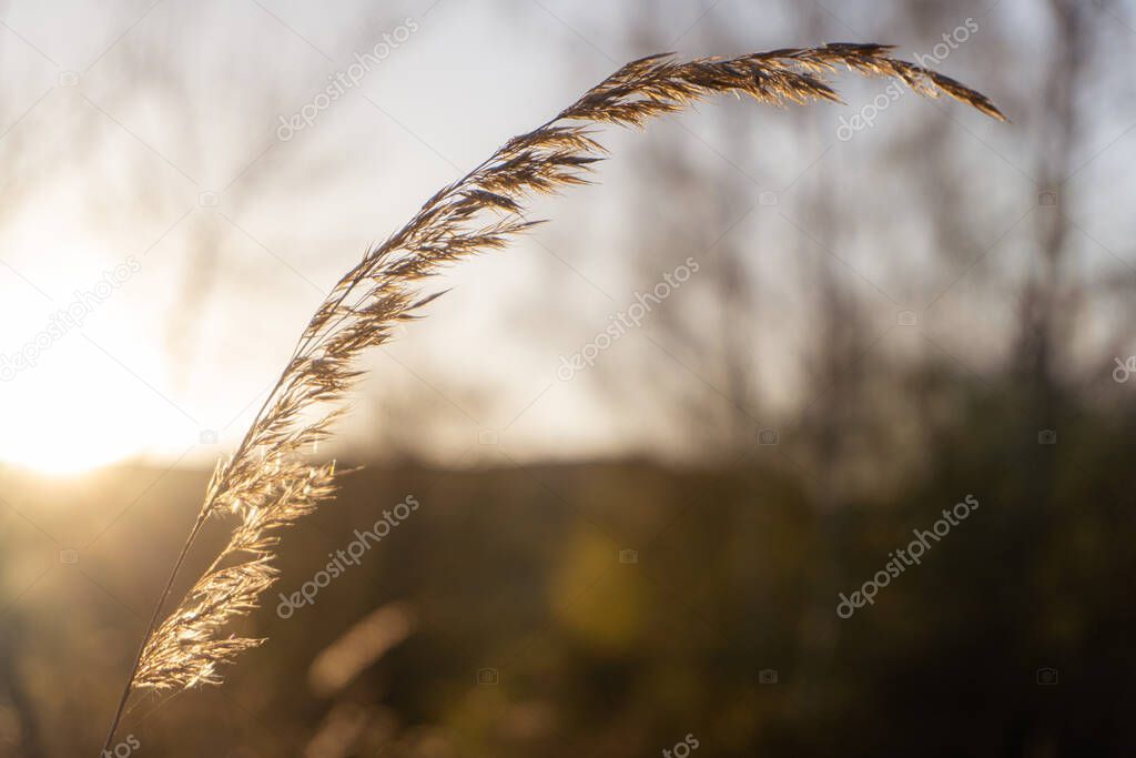 Evening spring sunlight back lighting common reed. April, Malvern Hills, UK