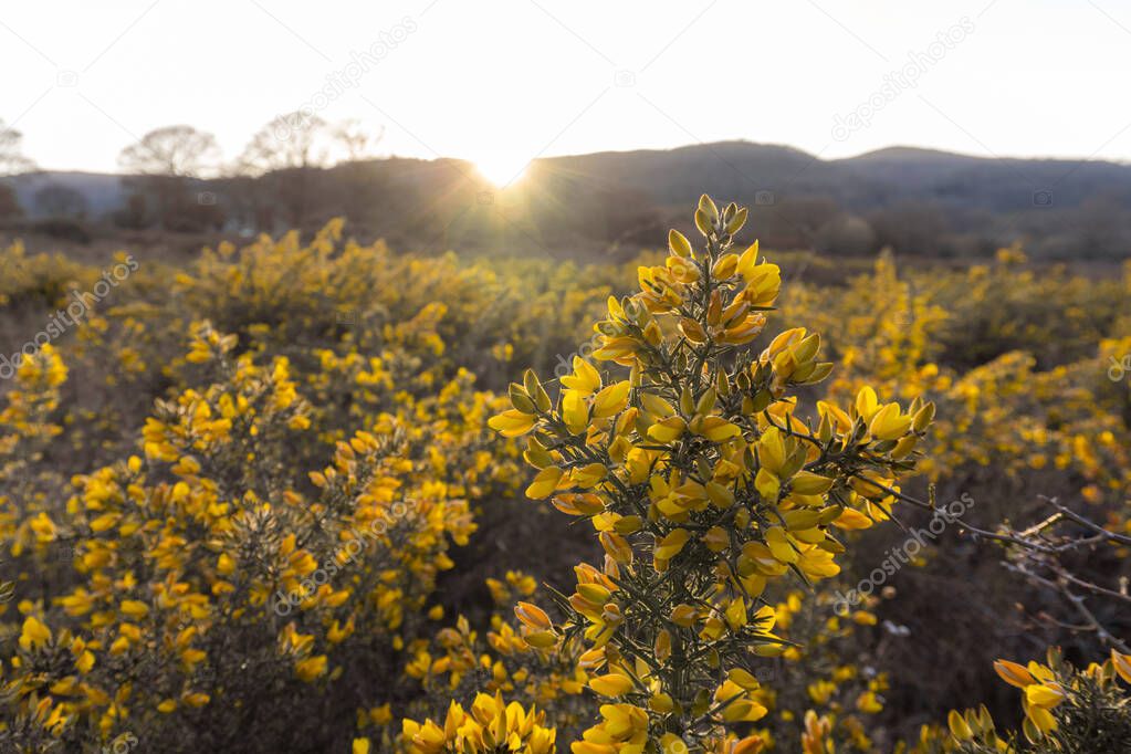 Evening spring sunlight back lighting the yellow flowers of gorse. April, Malvern Hills, UK