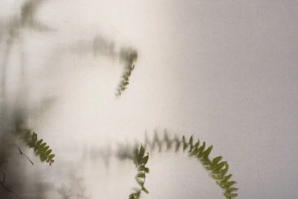 Eğreltiotu Yaprakları Yarı Şeffaf Bir Maddeden Vurulmuş Kalıplaşmış Bulanık Kumlu — Stok fotoğraf