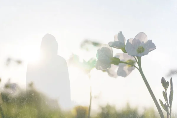 Kapüşonlu Bir Kişinin Siluetiyle Beyaz Bir Çiçeğin Yakın Plan Görüntüsü — Stok fotoğraf