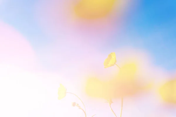 Bulanık Düğünçiçekleri Ranunculus Kurgu Gibi Soyut Deneysel Bir Rüya Ile — Stok fotoğraf