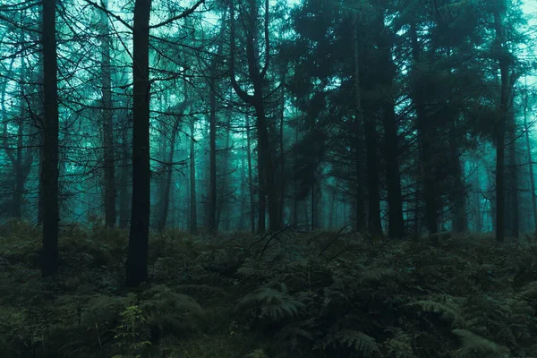 Uma Floresta Assustadora Num Dia Nebuloso Inverno Com Verde Azul — Fotografia de Stock