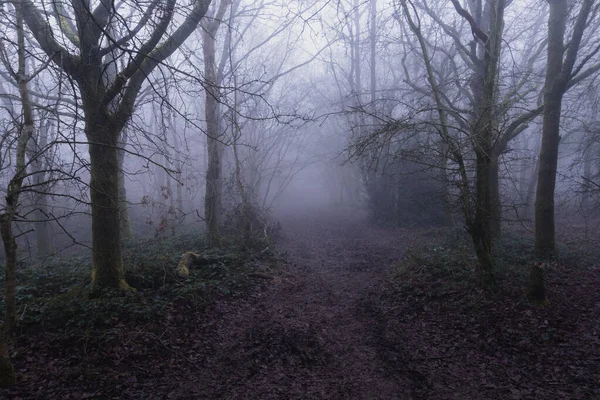 Una Pista Fangosa Través Espeluznante Bosque Inglés Día Niebla Inviernos — Foto de Stock