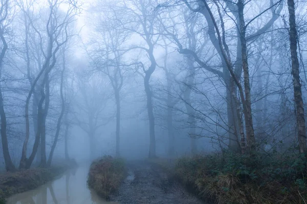 一条泥泞的小路穿过恐怖的森林 在多雾的冬日里 — 图库照片
