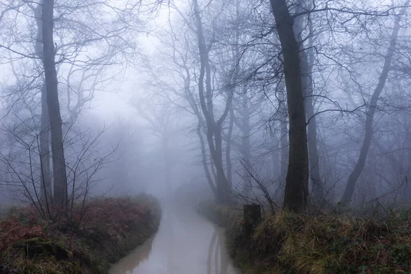 Riacho Lamacento Através Uma Floresta Assustadora Num Dia Nevoeiro Invernos — Fotografia de Stock