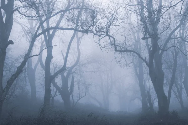 Sentiero Fangoso Attraverso Una Foresta Spettrale Giorno Nebbioso Invernale — Foto Stock