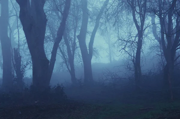 一个恐怖的森林 在多雾的冬日里 — 图库照片