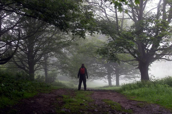 Caminhante Caminho Uma Floresta Nebulosa Verão Malvern Hills Reino Unido — Fotografia de Stock