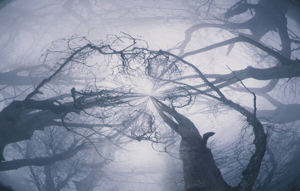 An abstract, circular effect. looking up into the sky of an atmospheric forest and branches on a foggy winters day.