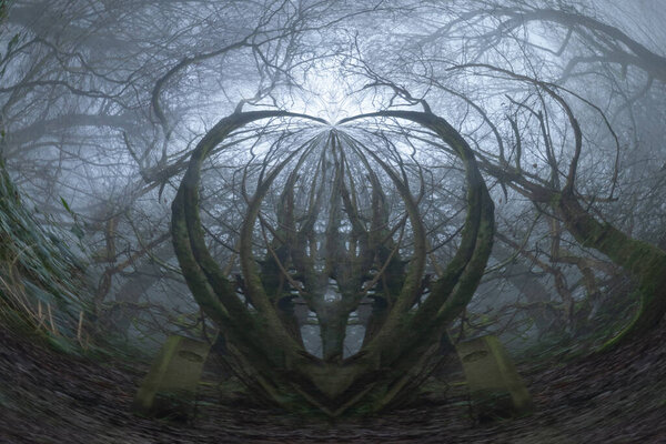 An abstract, spooky circular effect. looking up into the sky of an atmospheric forest and branches on a foggy winters day.