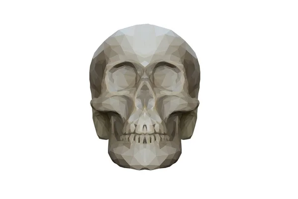Геометрическая иллюстрация низкого поли черепа на белом фоне — стоковое фото