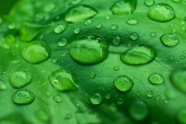 Drops Water on Green Leaves /Macro Close Up — Stock Photo, Image