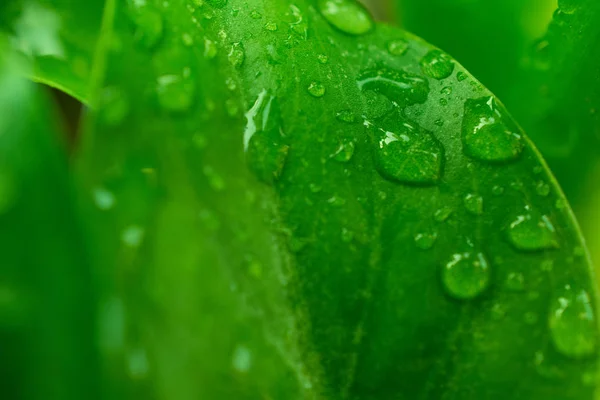 Drops Water on Green Leaves /Macro Close Up — Stock Photo, Image