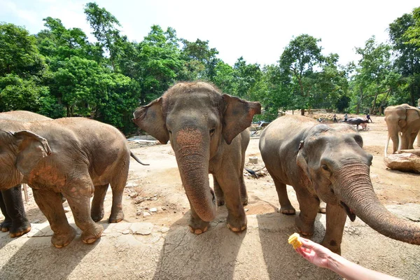 Elephants eat and feeding — Stock Photo, Image