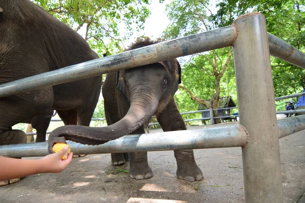 Los elefantes comen y alimentan — Foto de Stock