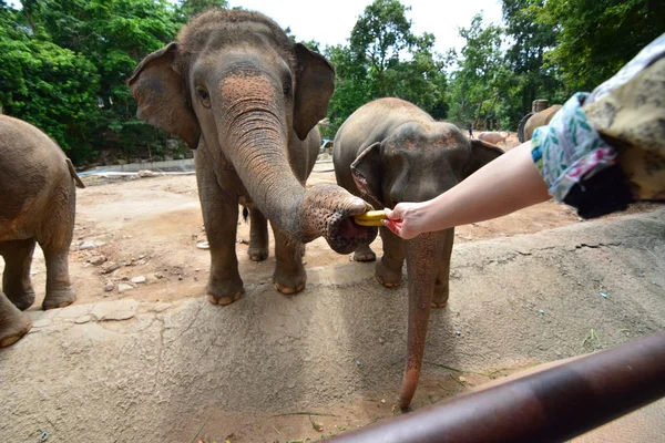 Elefantes comem e alimentam — Fotografia de Stock