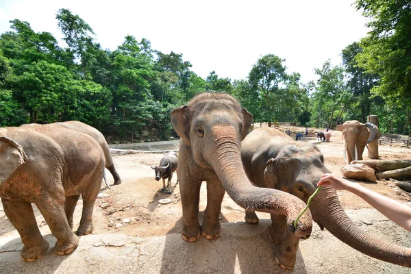 Слоны едят и кормят — стоковое фото