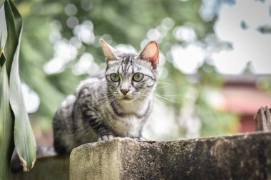 CAT Tarih taş Çit Bahçe ve ağaç üzerinde