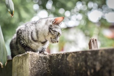CAT Tarih taş Çit Bahçe ve ağaç üzerinde