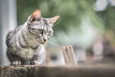 CAT Tarih taş Çit Bahçe ve ağaç üzerinde