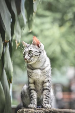 CAT Tarih taş Çit Bahçe ve ağaç üzerinde